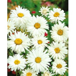 Margherita Diploide Doppio - Chrysanthemum leucanthemum - Bagliore a lunga durata, adatto agli impollinatori - Semi Freschi