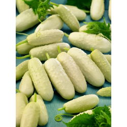 Cucumber - White Wonder - Early Harvest, Unique for Pickles and Preserves - Fresh Seeds