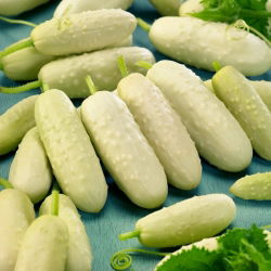 Cucumber - White Wonder - Early Harvest, Unique for Pickles and Preserves - Fresh Seeds
