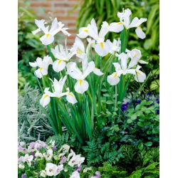 Lis (Iris × hollandica) - White Excelsior - pakket van 10 stuks