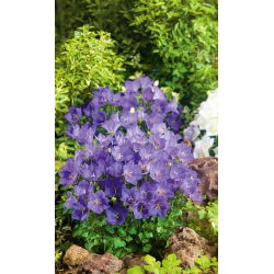 Tussock Bellflower - Blue - Campanula carpatica - Charming Blue Bells, Rock Garden Star - Fresh Seeds