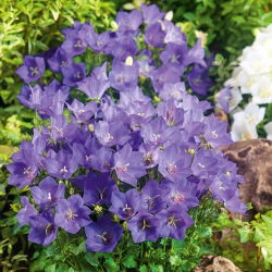 Tussock Bellflower - Blue - Campanula carpatica - Charming Blue Bells, Rock Garden Star - Fresh Seeds