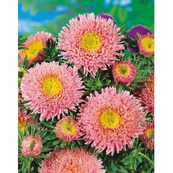 Roze-oranje chinese "Princess" aster - 500 zaden - Callistephus chinensis