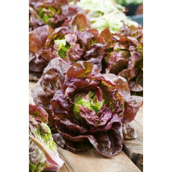 Червена пеперуда "Rosemarry" - 900 семена - Lactuca sativa L. var. capitata 