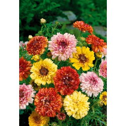 Crisantemo Carenato Tricolore - Dunnettii - Chrysanthemum tricolor - Tocco dorato, resistente al gelo - Semi Freschi