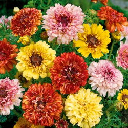 Crisantemo Carenato Tricolore - Dunnettii - Chrysanthemum tricolor - Tocco dorato, resistente al gelo - Semi Freschi