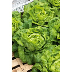 Butterhead salata "Ewelina" - s glatkim i ukusnim listovima - 1000 sjemenki - Lactuca sativa L. var. Capitata - sjemenke