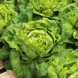 Butterhead salata "Ewelina" - s glatkim i ukusnim listovima - 1000 sjemenki - Lactuca sativa L. var. Capitata - sjemenke