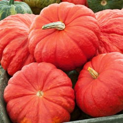 Reuzenpompoen - Rouge vif d'Etampes - 9 zaden - Cucurbita maxima
