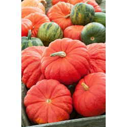 Reuzenpompoen - Rouge vif d'Etampes - 9 zaden - Cucurbita maxima