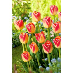 Tulipa Candy Corner - Tulip Candy Corner - 5 lampu
