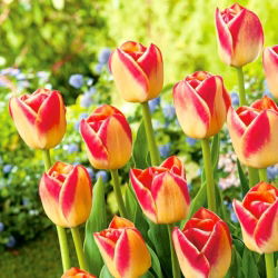 Tulpansläktet Candy Corner - paket med 5 stycken - Tulipa Candy Corner