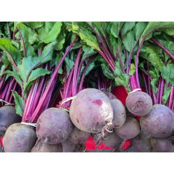 BIO - Pancar "Detroit 2" - sertifikalı organik tohumlar - 500 tohum - Beta vulgaris var. conditiva 