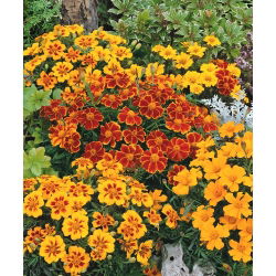 القطيفة الفرنسية - مزيج زهرة واحدة - 350 بذور - Tagetes patula nana  - ابذرة