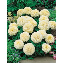 Marigold putih krem Meksiko - varietas tumbuh rendah, hingga 35 cm; Aztec marigold - 150 biji - Tagetes erecta 
