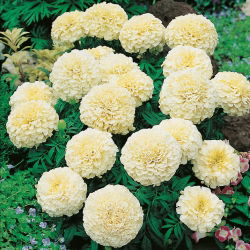 Marigold putih krem Meksiko - varietas tumbuh rendah, hingga 35 cm; Aztec marigold - 150 biji - Tagetes erecta 