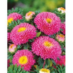 Roze pompombloemige aster - 500 zaden - Callistephus chinensis