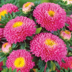 Roze pompombloemige aster - 500 zaden - Callistephus chinensis