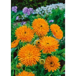 Невен "Радио" - 240 семена - Calendula officinalis