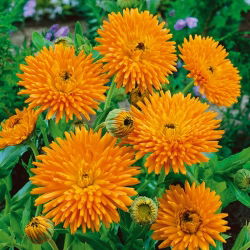 Невен "Радио" - 240 семена - Calendula officinalis