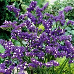 Statice sinuata - Viola - Limonium sinuatum - Facile da coltivare, perfetta per l'essiccazione - Semi Freschi