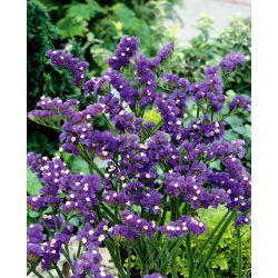 Statice sinuata - Viola - Limonium sinuatum - Facile da coltivare, perfetta per l'essiccazione - Semi Freschi