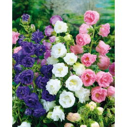 Canterbury Bells - Double Mixed - Campanula medium - Vivid Colours, Captivating Beauty - Fresh Seeds