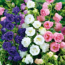 Canterbury Bells - Double Mixed - Campanula medium - Vivid Colours, Captivating Beauty - Fresh Seeds
