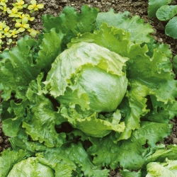 Айсберг "Велики езера 118" - тъмнозелени листа - 2400 семена - Lactuca sativa L. 