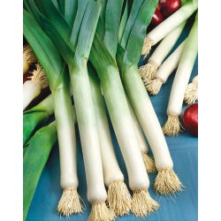 Porrulauk - Golem - 320 seemned - Allium ampeloprasum L.