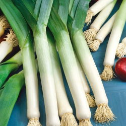 Porrulauk - Golem - 320 seemned - Allium ampeloprasum L.