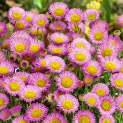 Aspen fleabane - bunga asli, bunga merah jambu - Erigeron speciosus - benih