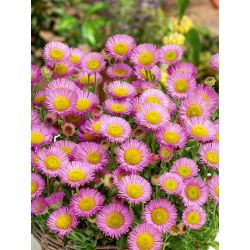 Aspen fleabane - bunga asli, bunga merah jambu - Erigeron speciosus - benih