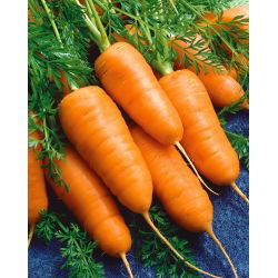 Porkkana - Chantenay - Katrin - 2550 siemenet - Daucus carota