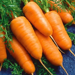 Porkkana - Chantenay - Katrin - 2550 siemenet - Daucus carota