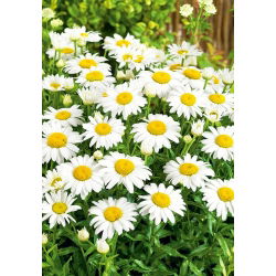 Margherita Semplice - Bianco - Chrysanthemum leucanthemum - Bianco classico, eleganza duratura - Semi Freschi