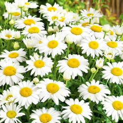 Margherita Semplice - Bianco - Chrysanthemum leucanthemum - Bianco classico, eleganza duratura - Semi Freschi