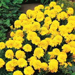 Francoski ognjič "Boy Yellow" - 153 semen - Tagetes patula nana  - semena