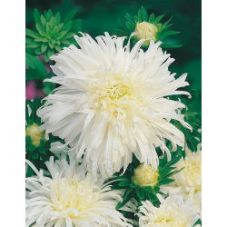 Callistephus chinensis - 450 zaden - wit