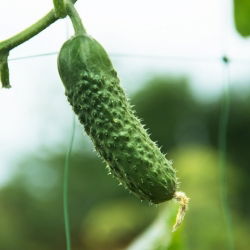 Timun "Alhambra" - varietas ladang pada SEED TAPE - 