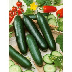 Kurkku - Obelix F1 - Cucumis sativus - siemenet