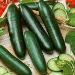 Kurkku - Obelix F1 - Cucumis sativus - siemenet
