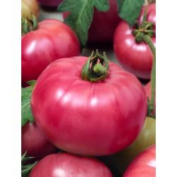 Tomato - Malinowy Ożarowski - Early, Easy to Grow Harvest, Juicy Raspberry Red - Fresh Seeds