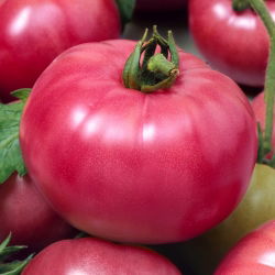 Tomato - Malinowy Ożarowski - Early, Easy to Grow Harvest, Juicy Raspberry Red - Fresh Seeds