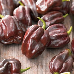 Biber biber "Habanero Chocolate" - son derece sıcak, koyu kahverengi çeşitlilik - 