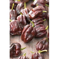 Biber biber "Habanero Chocolate" - son derece sıcak, koyu kahverengi çeşitlilik - 