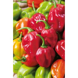 Перець чилі "Habanero Red" - гарячий, червоний сорт - 