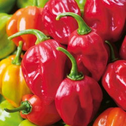 Перець чилі "Habanero Red" - гарячий, червоний сорт - 