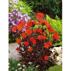 Sjemenke limunske naranče - Lychnis arkwrightii - 90 sjemenki - Lychnis x arkwrightii