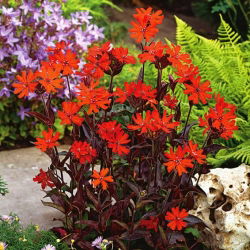 Sjemenke limunske naranče - Lychnis arkwrightii - 90 sjemenki - Lychnis x arkwrightii
